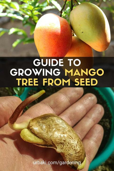 Guide to Growing Mango Tree from Seed Growing Mango From Seed, Mango Tree From Seed, Growing Mango, Avocado Plant From Seed, Indoor Fruit Trees, Mango Plant, Planting Fruit Trees, Backyard Graduation Party, Avocado Plant