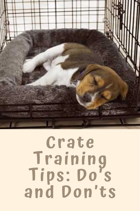 How To Train Your Dog To Sleep In Crate, Crate Training Whining, How To Crate Train A Dog, Duck Dog Training, Pet Crate Ideas, Puppy Tips Life Hacks, Crate Training Older Dog, How To Crate Train A Puppy, Puppy Crate Setup