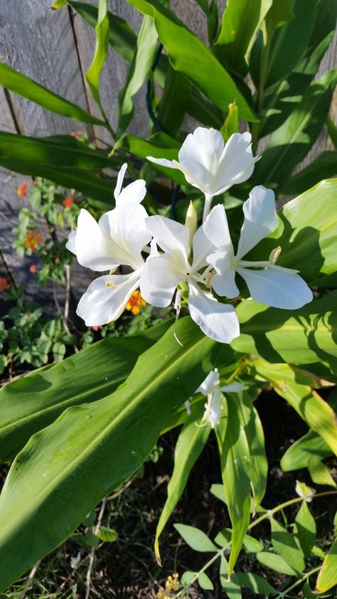 Canna Lilly, Ginger Lily, Lilly Flower, Lily Flower, Flower Beds, My Flower, Ginger, Lily, Plants