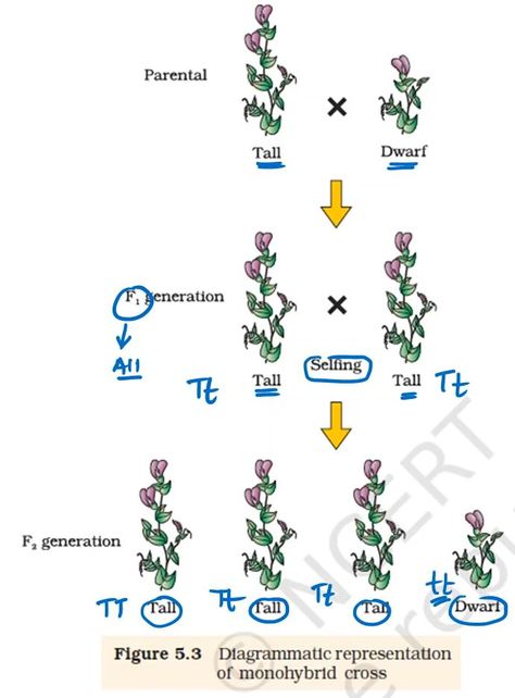 Monohybrid Cross, Volume Worksheets, Free Post, Printable Worksheets, Biology