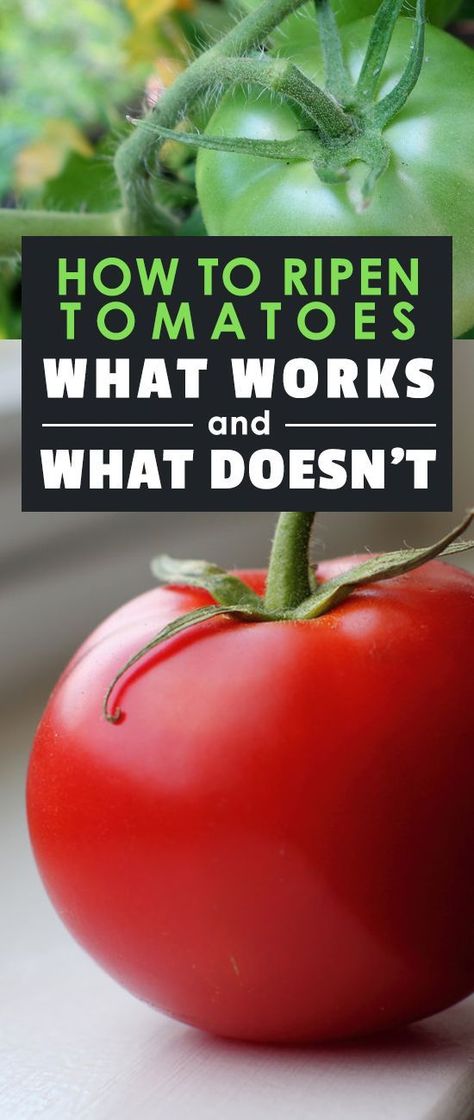 How To Ripen Tomatoes, Tomato Ideas, Planting Veggies, Ripen Green Tomatoes, Gardening Tomatoes, Growing Tomatoes Indoors, Tomatoes Growing, Preserving Vegetables, Tomato Growing