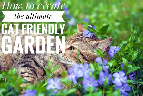 Cat Friendly Landscaping, Cat Friendly Outdoor Plants, Cat Friendly Garden Ideas, Cat Garden Ideas, Cat Garden Outdoor, Cat Safe Garden, Cat Friendly Garden, Wallpapers Cat, Cat Friendly Plants