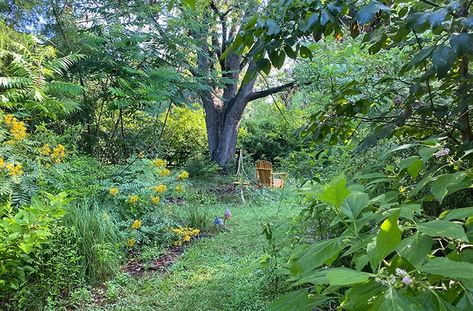 The Humane Gardener | Nurture a Backyard Wildlife Habitat | joegardener® Backyard Wildlife Habitat, Backyard Habitat, Window Well Cover, All Creatures Great And Small, Lawn Alternatives, Rain Bird, Virginia Creeper, Wildlife Garden, Window Well