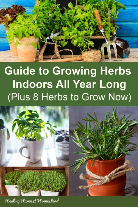 Grow Herbs Indoors, Indoor Herbs, Easy Herbs To Grow, Herbs To Grow, Growing Herbs Indoors, Growing Ginger, Grow Herbs, Indoor Herb, Garden Ideas Cheap