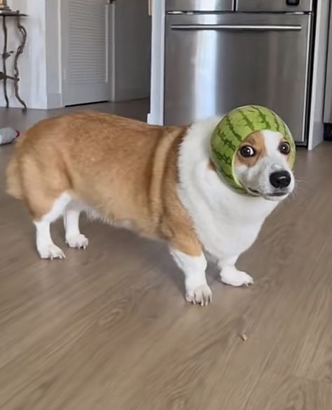 Corgi Reaction Pic, Corgi Aesthetic, Corgi Meme, Corgis Funny, Corgi Stuff, Funny Corgi, Goofy Dog, Corgi Christmas, Corgi Funny