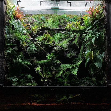 Snake Tanks, Dart Frog Terrarium, Bioactive Terrarium, Dart Frog Vivarium, Vivarium Ideas, Terrarium Inspiration, Bioactive Vivarium, Terrarium Design, Frog Terrarium