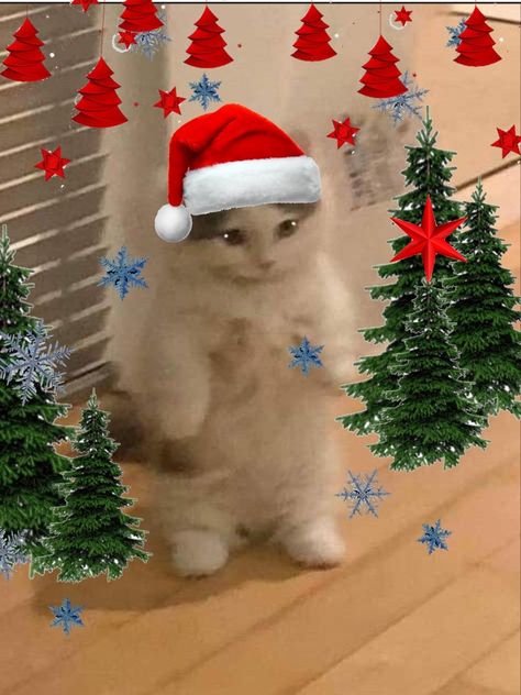 Christmas cute cat profile picture, christmas conifer trees with red stars, christmas decoration on cute cat, christmas vibes, snow flakes, santa claus hat, cute cat standing pfp meme Profile Picture Cat, Unique Profile Picture, Cat Profile Picture, Picture Cat, Picture Profile, Cat Standing, Christmas Instagram, Cat Profile, Instagram Profile Picture