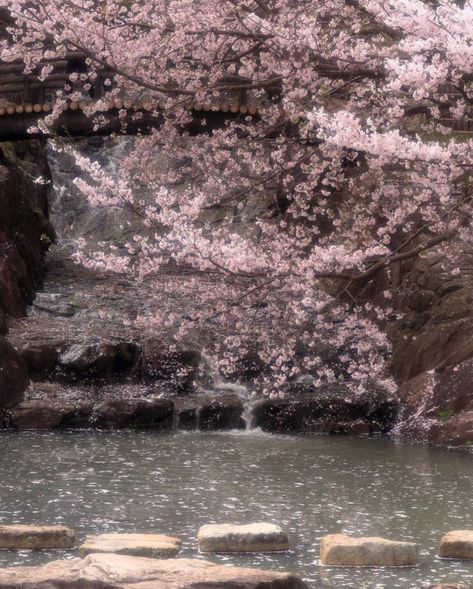 Cherry Blossom Trees, Blossom Trees, Cherry Blossoms, Cherry Blossom, Pink Flowers, Zen, Blossom, Cherry, Trees