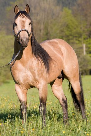 Belgian Horse, Horse Coat Colors, American Paint Horse, Morgan Horse, Bay Horse, American Paint, Horse Dressage, Types Of Horses, Quarter Horses