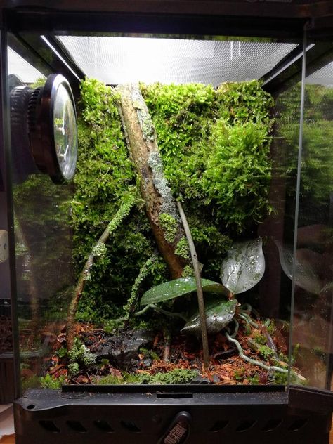 Ghost Mantis Terrarium, Exo Terra Paludarium, Exo Terra Terrarium Ideas, Orchid Mantis Terrarium, Mantis Enclosure Ideas, Orchid Mantis Enclosure, Mantis Terrarium, Mantis Enclosure, Jumping Spider Terrarium