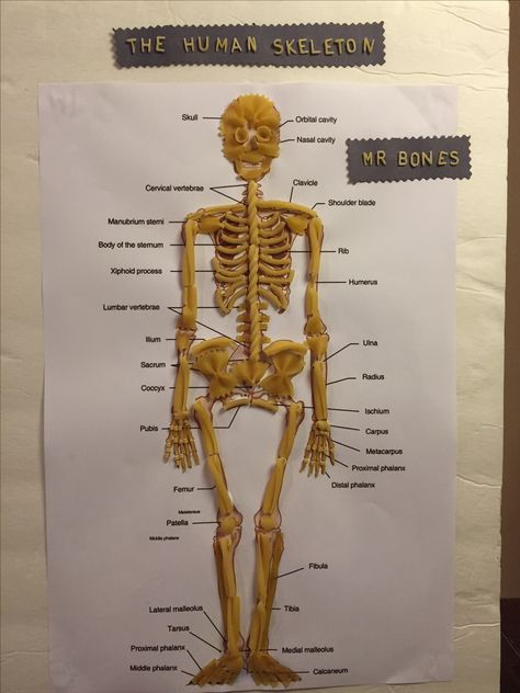 Human Skeleton with Pasta noodles Mr. Bones By KR Anatomy For Kids, Skeletal System Worksheet, Mr Bones, Skeletal System, Human Skeleton, Fair Projects, Science Fair Projects, Pasta Noodles, Science Fair