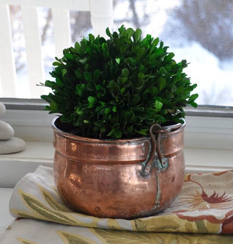 6 Creative DIY Ways To Display Houseplants Copper Planters Indoor, Copper Plant Pot, Copper Pot Decor Ideas, Copper Bowl Decor Ideas, Copper Bowl Decor, Brass Decor Ideas, Copper Pots Display, Seasonal Plants, Greenery Garden