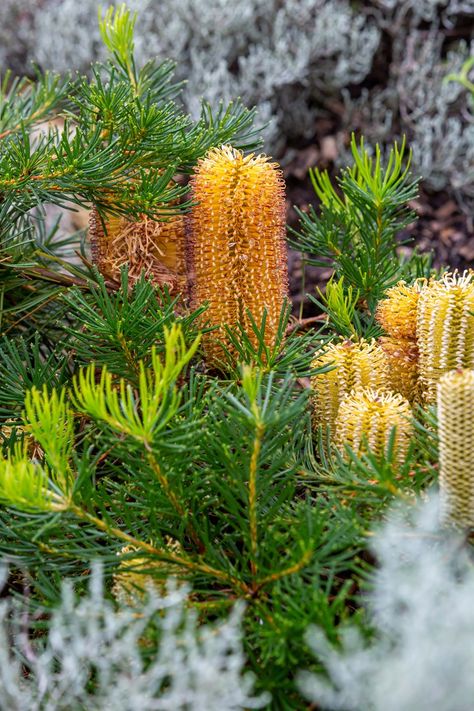 How to create a native cottage garden | Better Homes and Gardens Native Cottage Garden, Native Landscaping, Native Plant Landscape, Australian Garden Design, Bush Garden, Australian Native Garden, Front Garden Design, Australian Native Flowers, Cottage Garden Plants