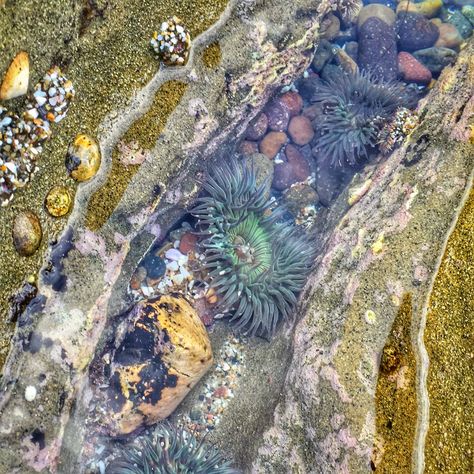 Tide pools | Sea Anemone | Jon & Brigid Christianson | Flickr Tide Pool Photography, Tide Pools Aesthetic, Tide Pool Aesthetic, Rocks Around Pool, Ocean Projects, Fishing Room, Tide Pool, Sea Anemone, Mixed Media Art Canvas