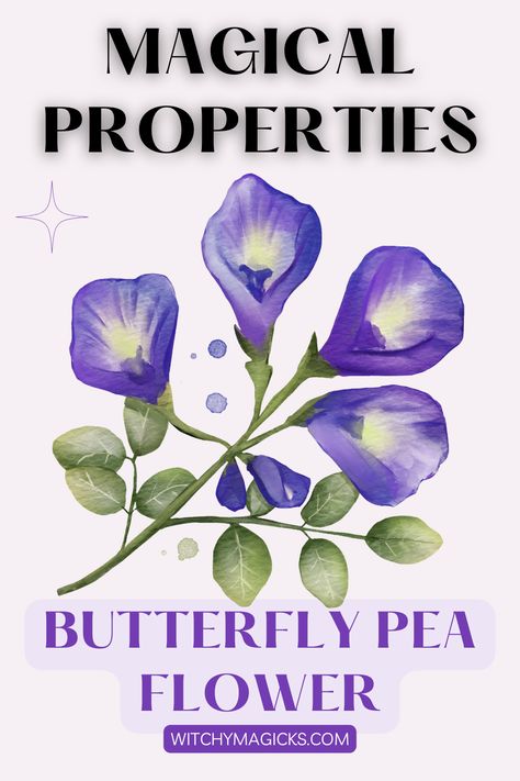 Delve into the magical realm of the butterfly pea flower, native to Southeast Asia, celebrated not only for its stunning beauty but also for its profound spiritual symbolism.  #ButterflyPeaMagic #SpiritualSymbolism #WitchyMagicks Butterfly Pea Flower Witchcraft, Butterfly Pea Magical Properties, Butterfly Pea Flower Magical Properties, Herb Preservation, Herb Witch, Butterfly Pea Flowers, Butterfly Pea Flower Tea, Psychic Intuition, Sweet Pea Flowers