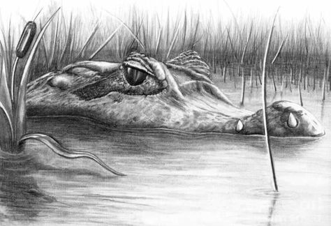 Alligator Drawing, Alligator Tattoo, Water Sketch, Alligators Art, Florida Gator, Drawing Heads, Water Drawing, Art Contest, Animal Sketches