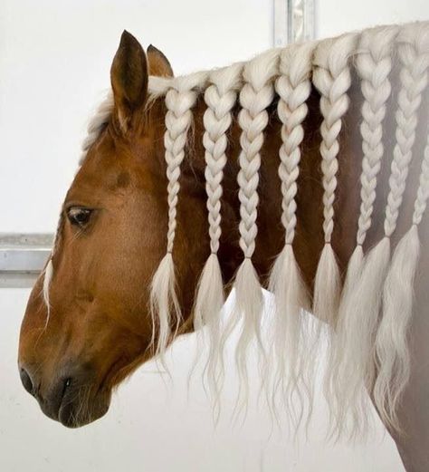 horses with great hair-Arabian horses are known for their beauty and uniqueness of head shapes- a little braiding never hurt anyone's style. <3 Mane Braids, Tail Ideas, Horse Braids, Horse Mane Braids, Riding Aesthetic, Horse Hair Braiding, Horses Beautiful, Horse Braiding, Rasy Koni