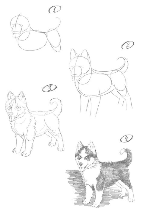 How to draw a husky dog. Step-by-step drawing lesson. Husky Drawing Easy, Drawing Husky, Husky Drawing, Dog Drawing Tutorial, Pencil Drawings For Beginners, Nature Art Drawings, Animal Drawings Sketches, Drawing Lesson, A Husky