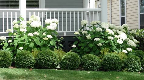 The 15 Best Bushes To Plant In Front Of Your House Foundation Planting Ideas, Foundation Plants, Azalea Bush, Landscaping With Roses, Box Wood Shrub, Floribunda Roses, Peaceful Space, Broadleaf Evergreen, Front Gardens