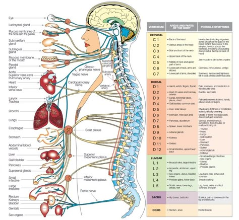 Its all Connected! Human Nervous System, Human Body Organs, Spine Health, Cupping Therapy, Human Body Systems, Human Anatomy And Physiology, Medical Anatomy, Chiropractic Care, Spinal Cord