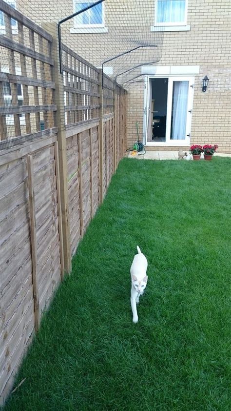 Fence For Cats, Cat Backyard Ideas, Backyard For Cats, Cat Fencing, Catio Cats, Diy Cat Enclosure, Katt Diy, Cat Playground Outdoor, Cat Enclosures