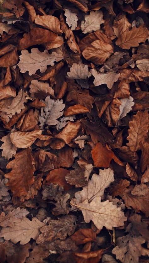 Studera Motivation, Cute Fall Wallpaper, Fall Background, Tapeta Galaxie, Brown Fall, Wallpaper Pastel, Tapeta Pro Iphone, Brown Wallpaper, Foto Vintage