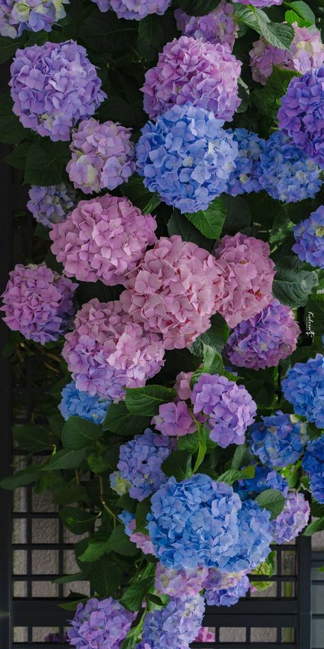 Hydrangea varieties