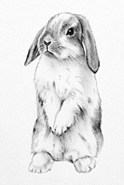 Black And White Bunny Drawing, Black Rabbit Painting, Black Rabbit Drawing, Realistic Bunny Drawing, Holland Lop Drawing, Bunny Drawing Realistic, Lop Bunny Drawing, Drawings Of Rabbits, Drawing Of Bunny