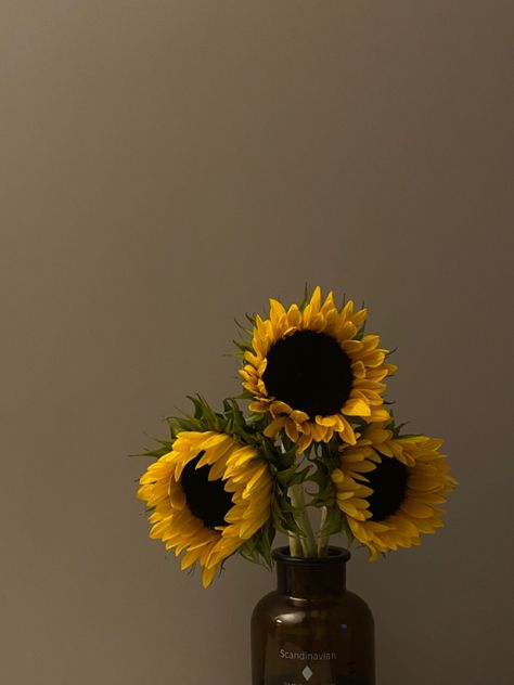 Sunflower Aesthetic, Dried Sunflowers, Story Content, Aesthetic Yellow, Shadow Photography, Floral Border Design, Home Aesthetic, Sunflower Decor, Post Instagram