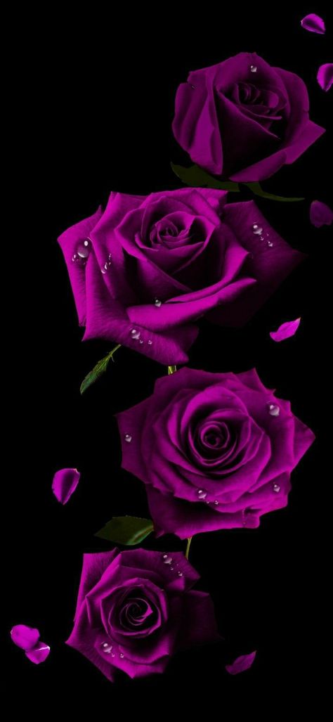 Purple Roses Wallpaper, Purple Flowers Wallpaper, Pretty Wallpapers Tumblr, Beautiful Flowers Images, Butterfly Wallpaper Backgrounds, Beautiful Butterflies Art, Rose Flower Wallpaper, Flowery Wallpaper, Belle Rose