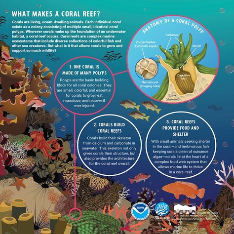 Coral Reef Infographic, Save Ocean, Coral Reef Ecosystem, Coral Reef Aquarium, Reef Tanks, Beach Clean Up, Marine Pollution, Tourism Management, Save Our Oceans