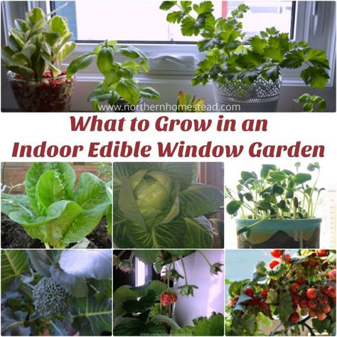 What to Grow in an Indoor Edible Window Garden. Over the years we have grown a whole lot of plants indoors at a window: Microgreens, herbs, Aloe Vera, strawberries, lettuce, winter greens like kale, root vegetables like carrots, winter vegetables like broccoli, summer vegetables like tomatoes and even water melons. Growing Tomatoes Indoors, Winter Vegetables Gardening, Winter Greens, Growing Tomatoes In Containers, Window Garden, Grow Tomatoes, Summer Vegetables, Garden Shelves, Indoor Vegetable Gardening