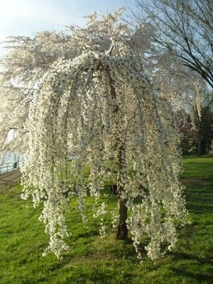 how to prune a weeping-cherry-tree  Do this in late fall or early spring when there are no leaves or flowers Weeping Trees, Weeping Cherry Tree, Weeping Cherry, Weeping Willow Tree, Hydrangea Care, Tree Pruning, Specimen Trees, Weeping Willow, Ornamental Trees