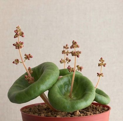 Crassula Umbella, Weird Plants, Seni Origami, Have Inspiration, Unusual Plants, Unique Plants, Cactus Y Suculentas, Pretty Plants, Cactus Flower