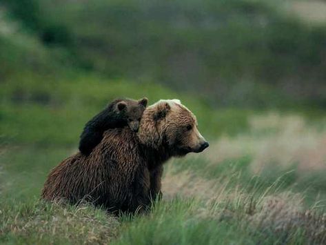 Imgur Post - Imgur Grizzly Bear Cub, Brown Bears, Love Bear, Bear Cubs, Grizzly Bear, Woodland Creatures, Wild Life, Mama Bear, Black Bear