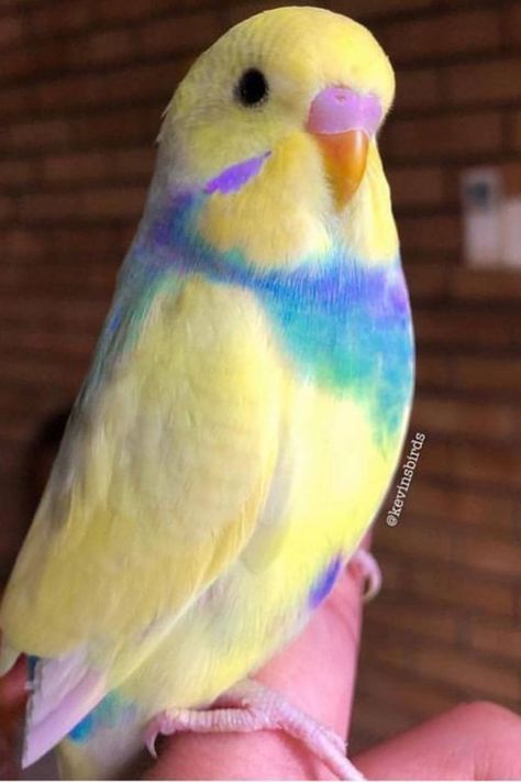 Behold the beauty of the rainbow budgie, a colorful marvel of nature! Explore the vibrant plumage and charming personality of these captivating birds. Learn more about rainbow budgies and their care on our website. #RainbowBudgie #ColorfulAvian #PetBeauty 🐦🌟 Budgy Bird, Parrotlet Birds, Rainbow Budgie, Budgie Colors, English Budgie, Parakeet Colors, Rainbow Birds, Baby Budgies, Budgerigar Bird