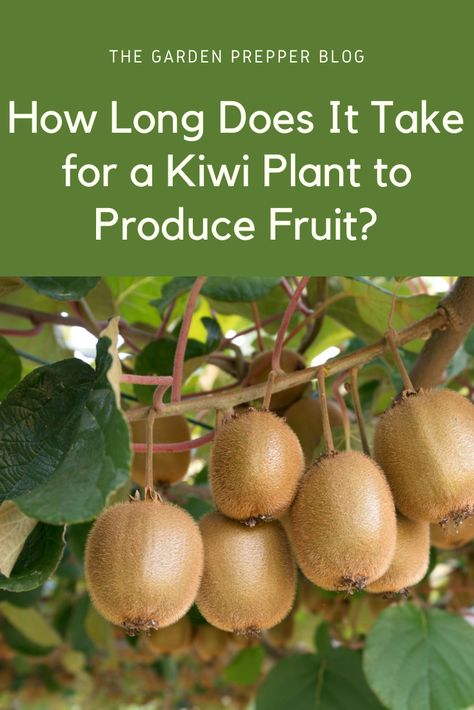 how long does it take for a kiwi plant to produce fruit Kiwi Plant Pergola, Growing Kiwi Vines, How To Grow Kiwi Plants, Kiwi Seeds How To Grow, Kiwi Tree How To Grow, Growing Kiwi From Seed, Kiwi Plant Trellis, Kiwi Trellis Ideas, How To Grow Kiwi From Seed