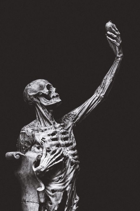 Statue of human skeleton on black background · Free Stock Photo Skeleton Photo, Skull Reference, Animal Skeletons, Human Skeleton, Human Anatomy Art, रोचक तथ्य, Skeleton Art, Sculpture Painting, Anatomy Art