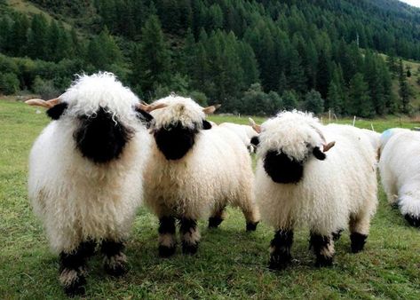 Can't look at Valais Blacknose Sheep without wanting to hug them all Blacknose Sheep, Black Faced Sheep, Valais Blacknose, Valais Blacknose Sheep, Sheep Breeds, Cute Sheep, 귀여운 동물, Animals Friends, Beautiful Creatures