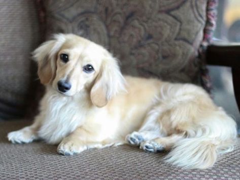 10 Beautiful Long-haired Dachshund Pictures - Bark How Blonde Dachshund, Dachshund Personality, English Cream Dachshund, Long Haired Miniature Dachshund, Dachshund Colors, Cream Dachshund, Dachshund Breed, English Cream, Dachshund Puppy Miniature