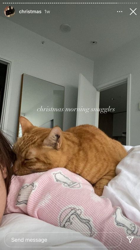 cat aesthetic Mom Life Aesthetic, Cat Stories, Aesthetic Moodboard, Cat Photos, Cozy Aesthetic, Life Aesthetic, Strange Things, Creative Instagram Stories, Ginger Cats