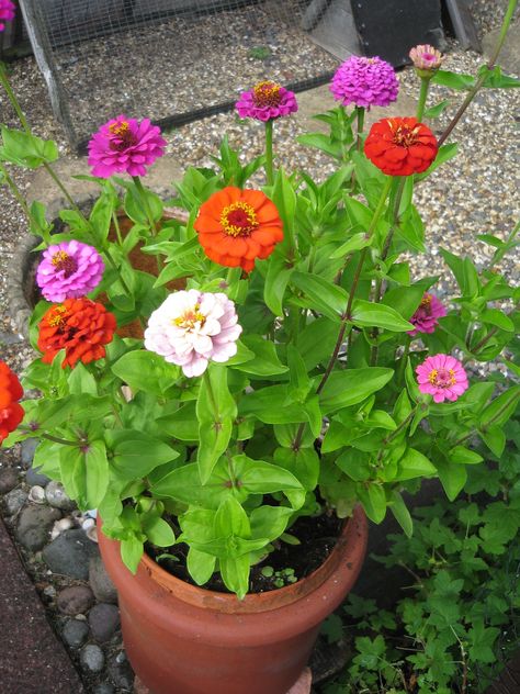 Beautiful Zinnias in a terracotta pot. Potted Zinnias, Zinnia In Pots, Zinnias In Pots, Zinnia Companion Plants, Orange Zinnia Flowers, Zinderella Zinnia, Zinderella Peach Zinnia, Zinnia Garden, Zinnia Purple Prince