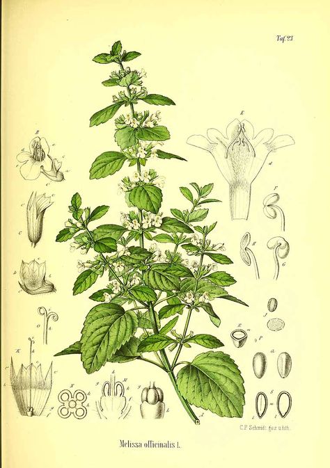 322078 Melissa officinalis L. / Berg, O.C., Schmidt, C.F., Atlas der… Herbs Illustration, Melissa Officinalis, Fruit Tattoo, Technical Illustration, Botanical Illustration Vintage, Diy Watercolor, Lemon Balm, Nature Plants, Botanical Drawings