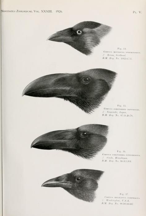 Novitates Zoologicae, Vol 33, 1926. Raven Pictures, Vintage Drawings, معرض فني, Quoth The Raven, Crow Art, Black Birds, Raven Art, Illustration Botanique, Crows Ravens