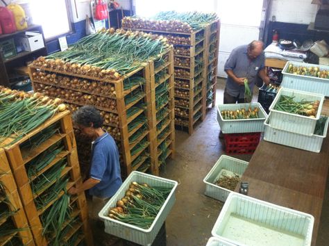 Garlic Drying Rack, Onion Drying Rack, Curing Onions, Garlic Drying, Market Farming, Drying Onions, Curing Garlic, Growing Sweet Corn, Harvesting Garlic