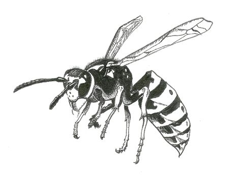 Y is for YELLOWJACKET!  (Mosquitos are out, too!) Wasps Drawing, Wasp Tattoo Design, Wasp Drawing, Wasp Art, Wasp Tattoo, Paper Wasp, Girl Power Tattoo, Ancient Tattoo, Bug Tattoo