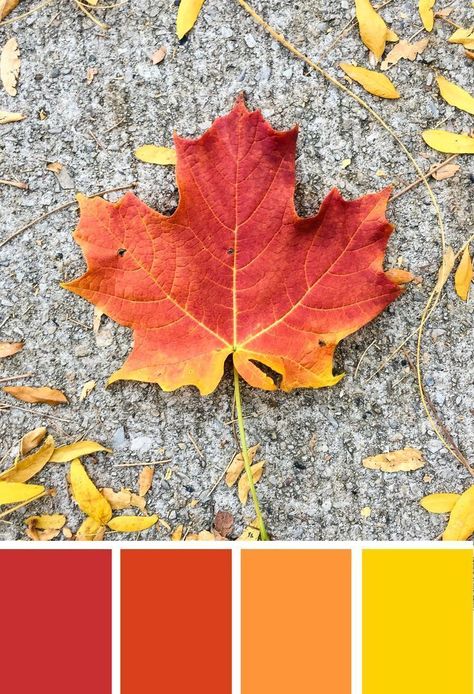 'Fall leaves color palette inspiration. Try this red, orange and yellow color palette on your fall paper crafts, fall wreaths, Thanksgiving table decor, fall wedding colors and more #Colorize #ABColorPalette Orange And Yellow Color Palette, Leaves Color Palette, Wreaths Thanksgiving, Fall Paper Crafts, Yellow Color Palette, Thanksgiving Crafts Diy, Autumn Leaf Color, Crafts Fall, Color Palette Inspiration