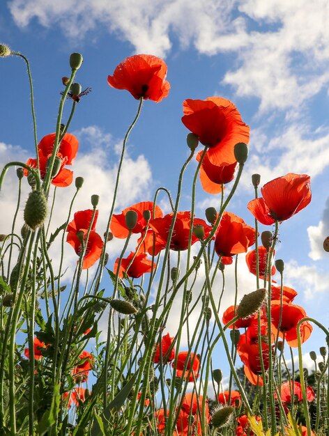 Premium Photo | Vivid poppy field beautiful red poppy flowers on green fleecy stems grow in the field Poppy Flower Aesthetic, Poppy Photos, Flower Studies, Flowers Poppy, Poppy Photo, Red Poppy Flower, Poppy Fields, Poppy Flowers, Watercolor Ideas