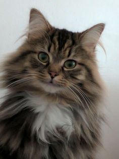 Siberian Forest Cat, Image Chat, Siberian Cat, Drawing Cat, Gorgeous Cats, Forest Cat, Cute Cats Photos, Norwegian Forest Cat, Art Cat