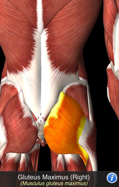 Musculus Gluteus Maximus Lower Back Anatomy, Human Muscle Anatomy, Gluteus Maximus, Neck Muscles, Lower Body Muscles, Neck Yoga, Human Body Anatomy, Muscle Anatomy, Body Anatomy